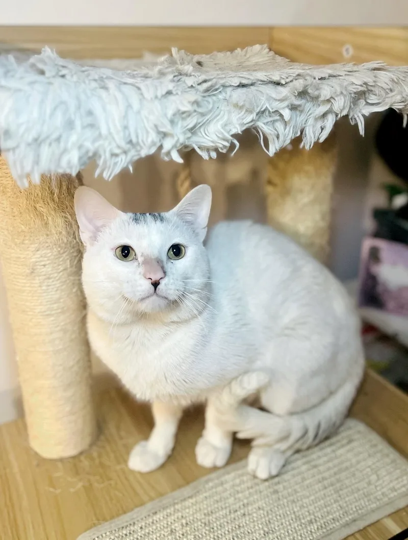 Little Johnny thumbnail 4