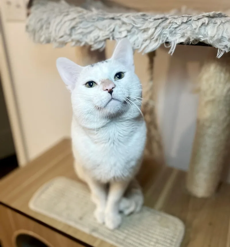 Little Johnny thumbnail 6