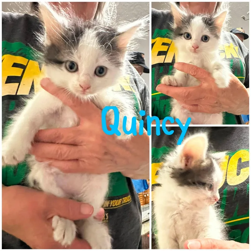 A baby medium-sized male Gray & White Domestic Short Hair cat named Quincy for adoption in Byrdstown, TN