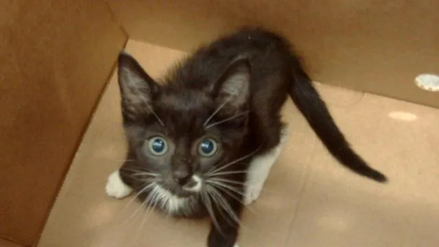 A baby medium-sized female Domestic Short Hair cat named Reba for adoption in Dallas, TX