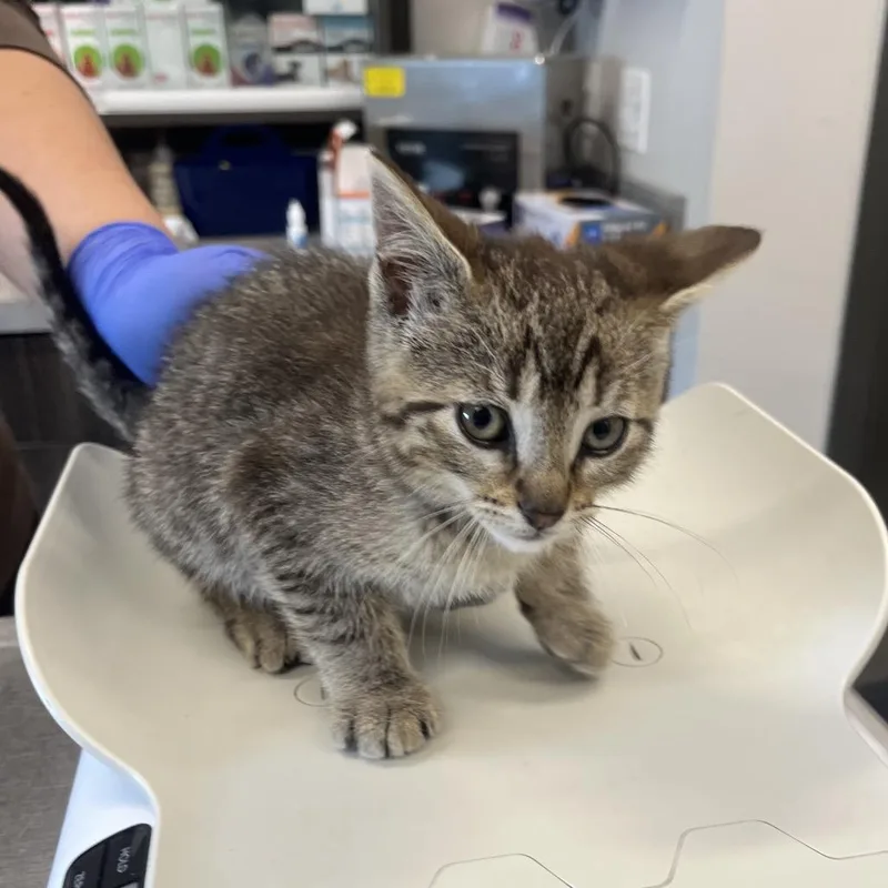 A baby small-sized male Brown / Chocolate Domestic Short Hair cat named Radish for adoption in Hinsdale, IL