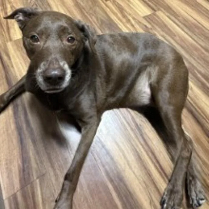 A senior medium-sized female Labrador Retriever dog named Olive for adoption in Toledo, OH