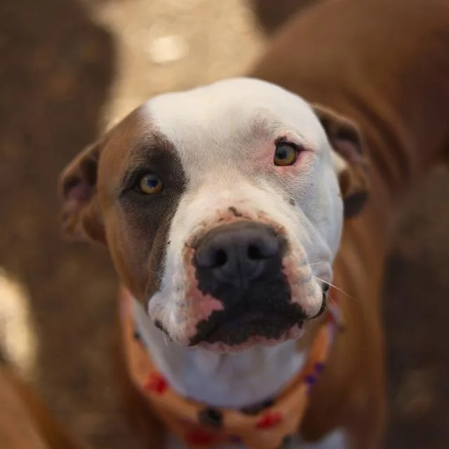 A young large-sized male American Staffordshire Terrier dog named Grey for adoption in San Antonio, TX