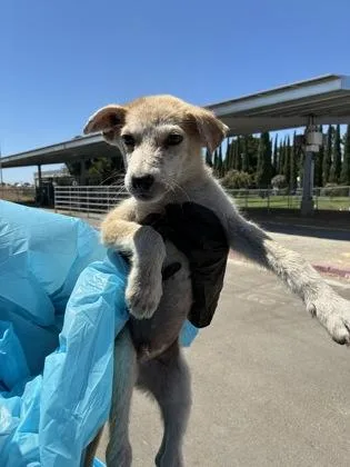 A baby small-sized male Terrier dog named Ajax for adoption in Fresno, CA