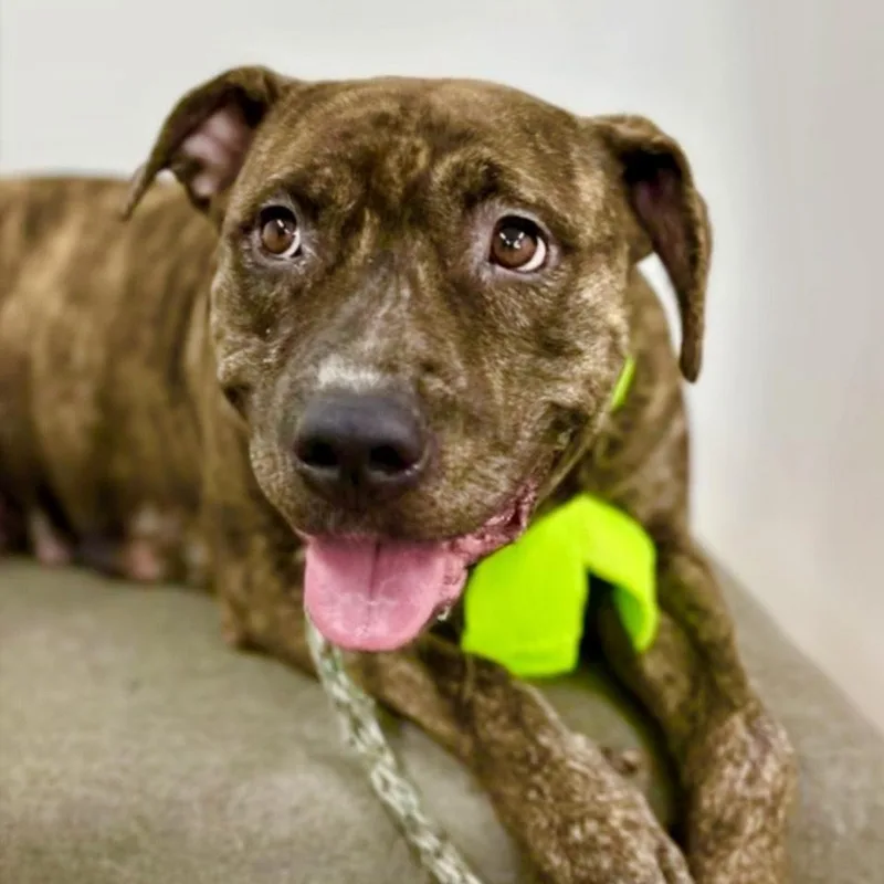 Julietpure Sweetness