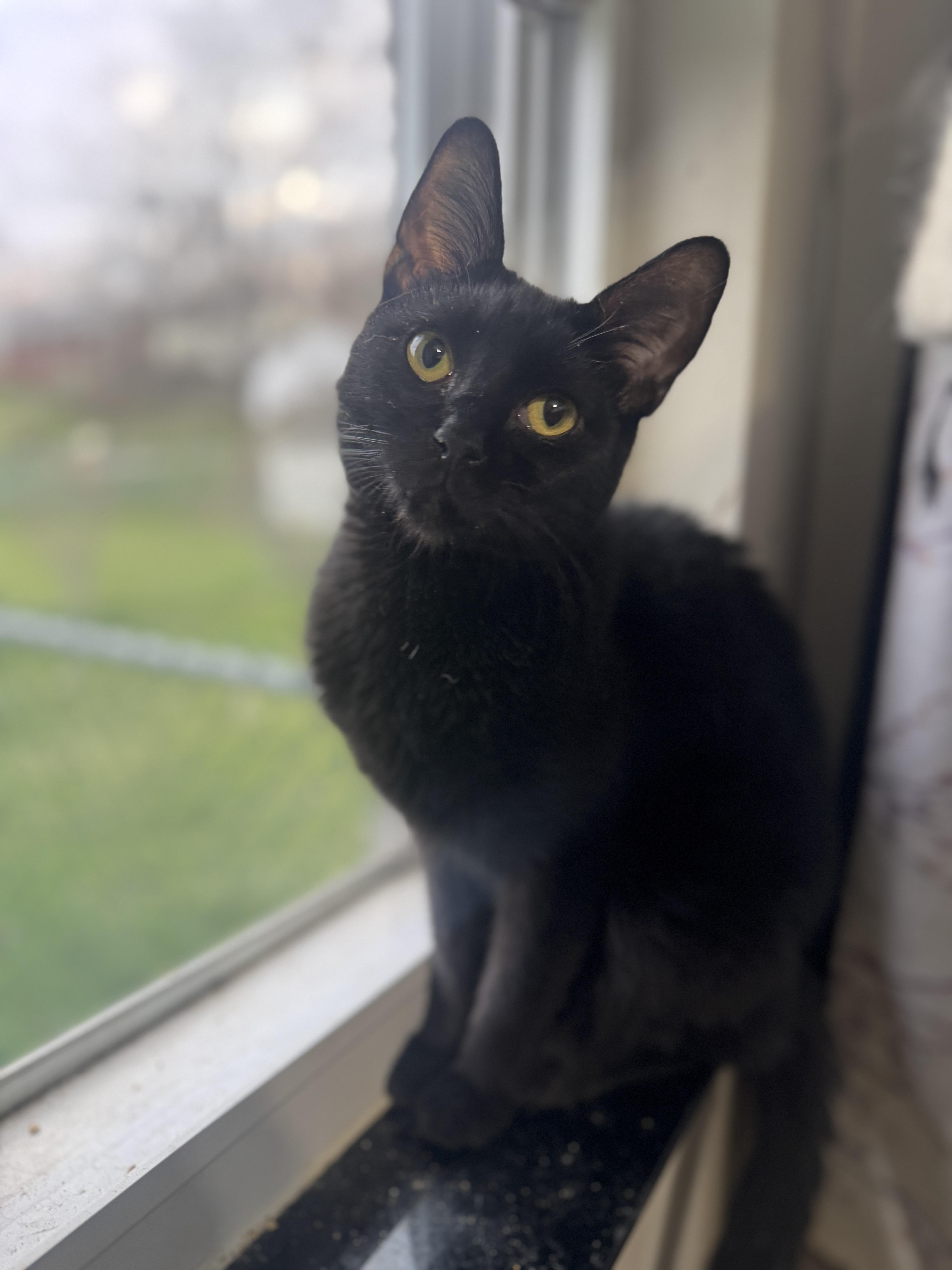 A young medium-sized male Black Domestic Short Hair cat named Onyx for adoption in warren, OH