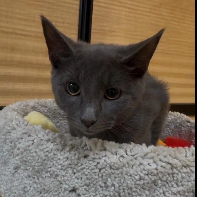 A baby medium-sized female Gray / Blue / Silver Domestic Short Hair cat named Sky for adoption in atlanta, GA