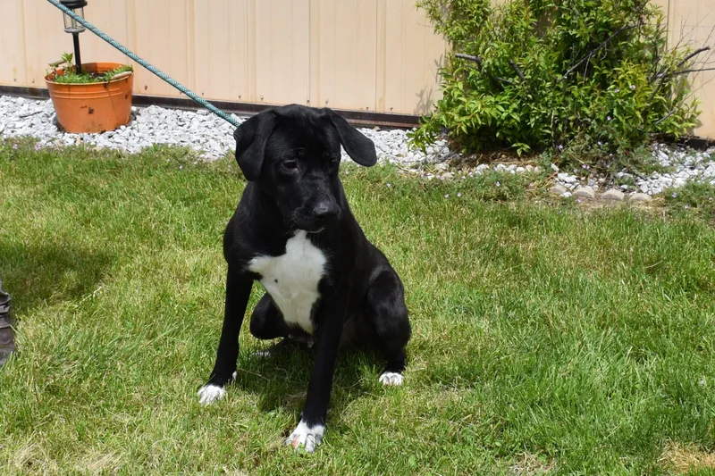 An adult large-sized female Black Labrador Retriever dog named Delta for adoption in North Judson, IN