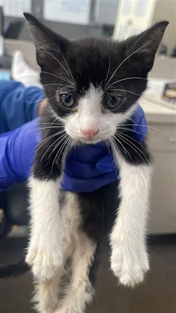 A baby medium-sized male Domestic Short Hair cat named Rooster for adoption in Dallas, TX