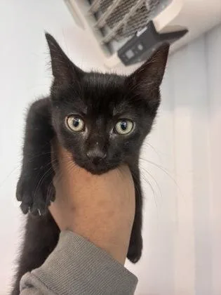 A baby small-sized female Domestic Short Hair cat named Penelope for adoption in West Chester, PA