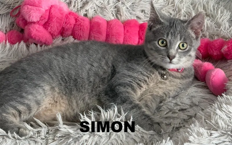 Simon thumbnail 3