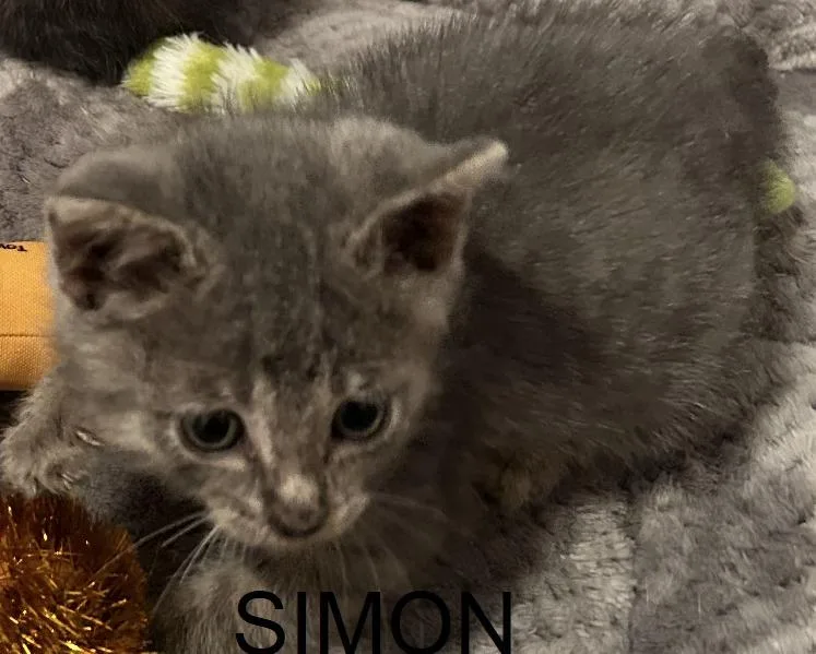 Simon thumbnail 5