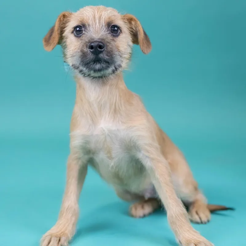 A baby small-sized male Apricot / Beige Terrier dog named Element for adoption in Portland, OR