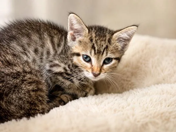 A baby small-sized female Domestic Short Hair cat named Jwoww for adoption in Lafayette, LA