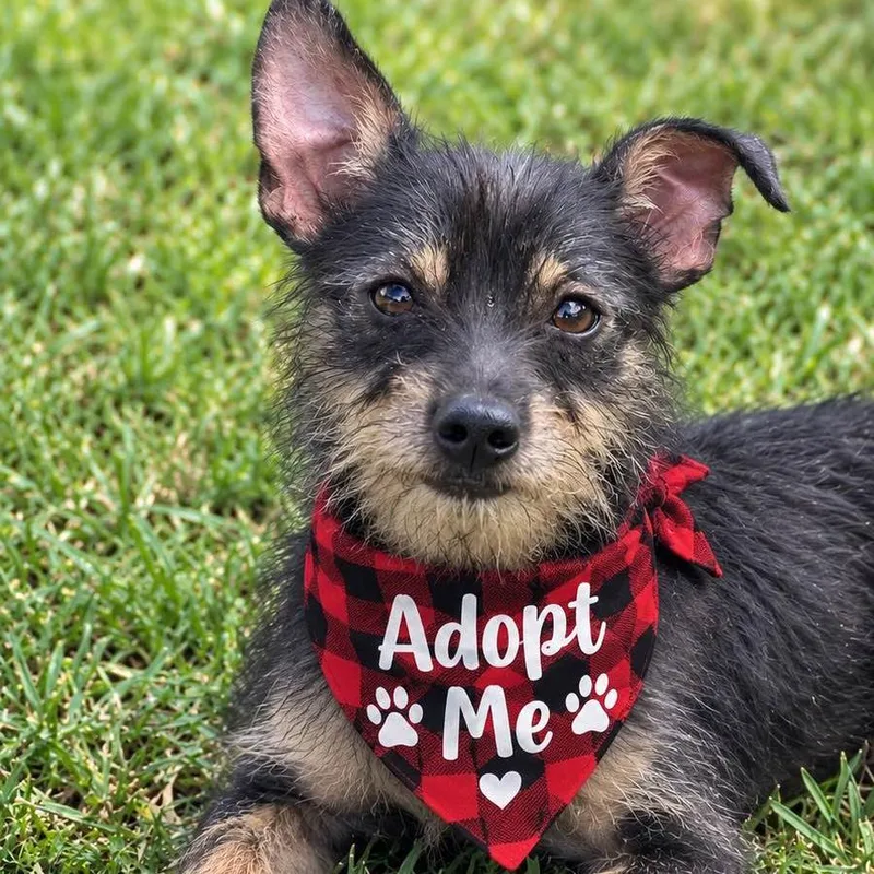 A young small-sized male Terrier dog named Bowen for adoption in Locust Fork, AL