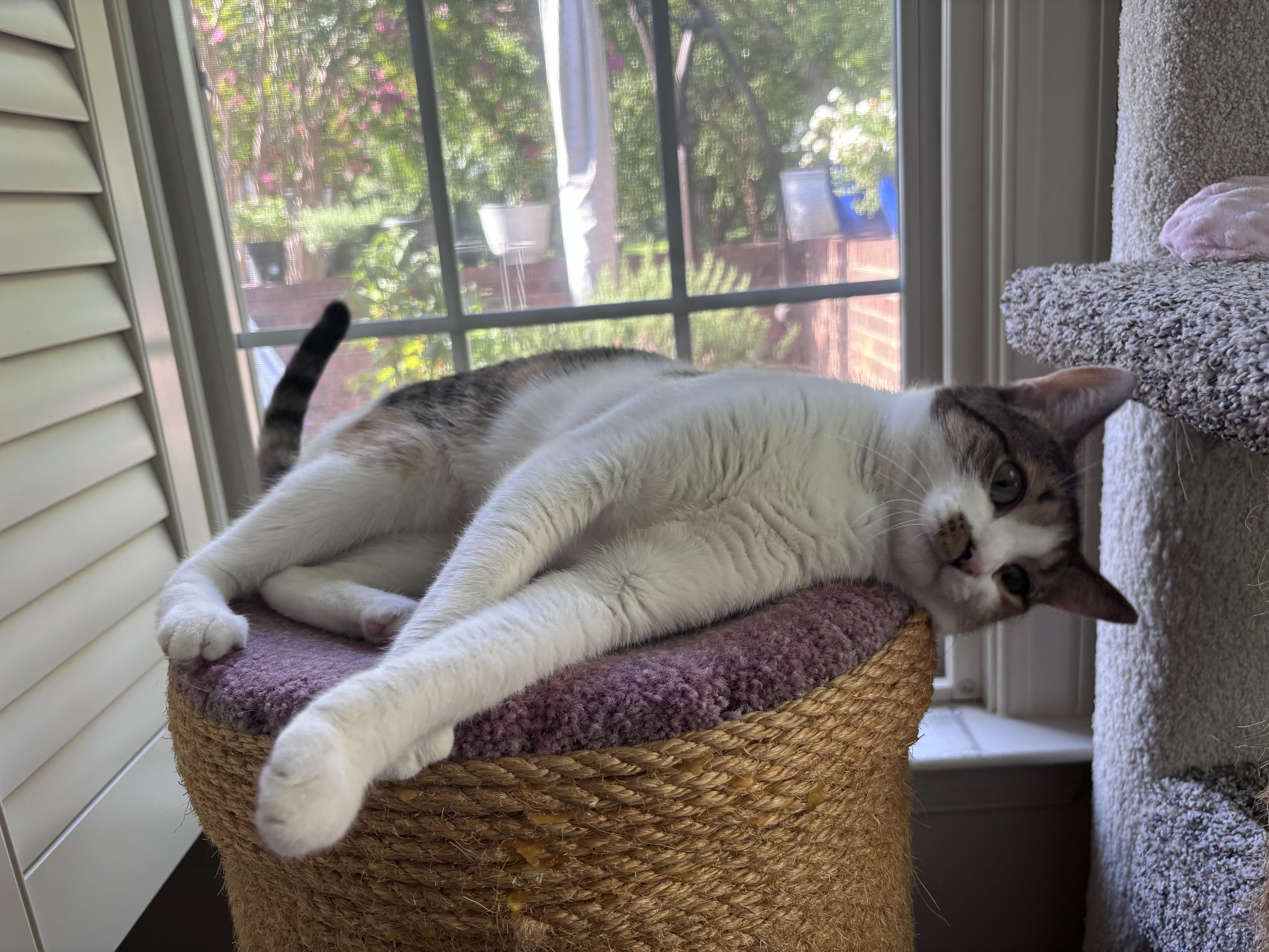 A young medium-sized female Gray & White Domestic Short Hair cat named Tiny for adoption in Charlotte, NC