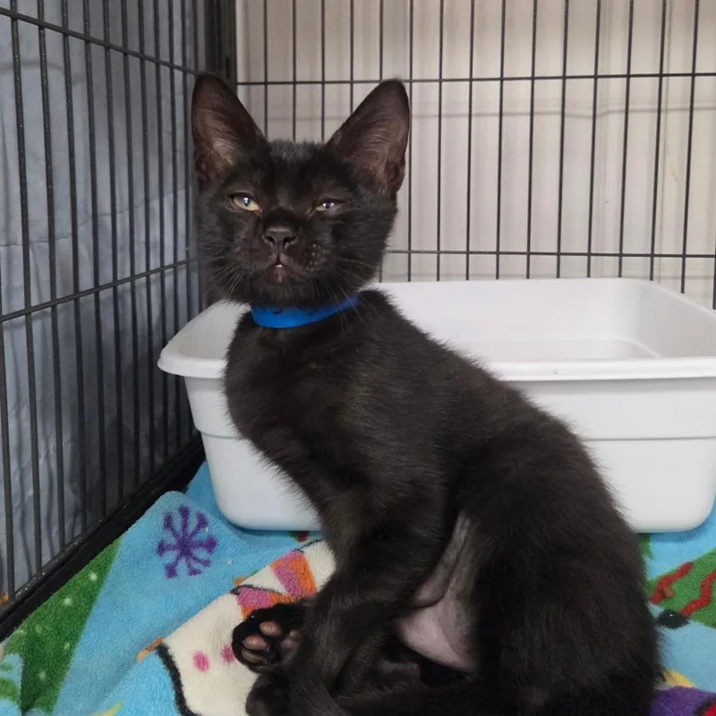 A baby small-sized male Black Domestic Short Hair cat named Gideon for adoption in Lakeland, FL