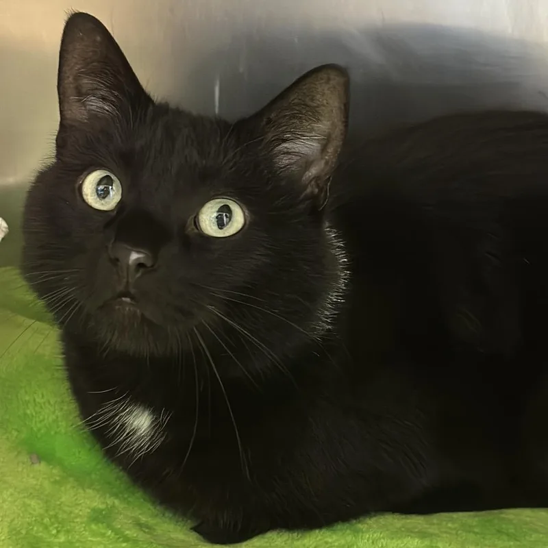 An adult large-sized male Black Domestic Short Hair cat named Charmer for adoption in Matteson, IL