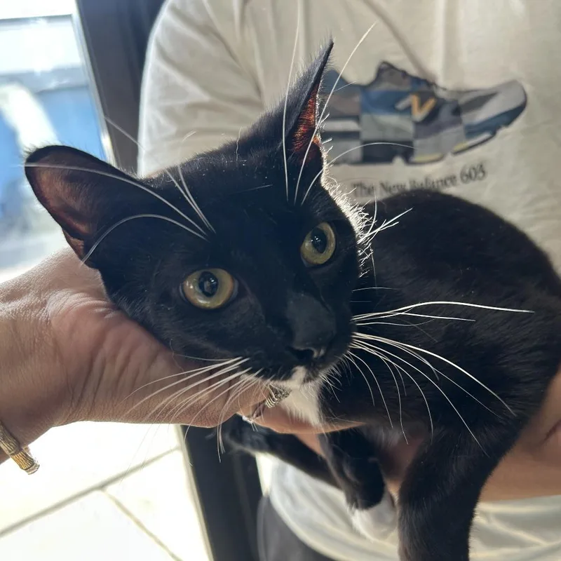 A young medium-sized female Black Domestic Short Hair cat named AHNJStray for adoption in Newark, NJ