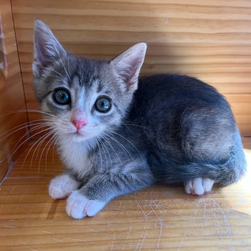 A young medium-sized female Tabby (Gray / Blue / Silver) Domestic Short Hair cat named Brittany for adoption in Tyler, TX
