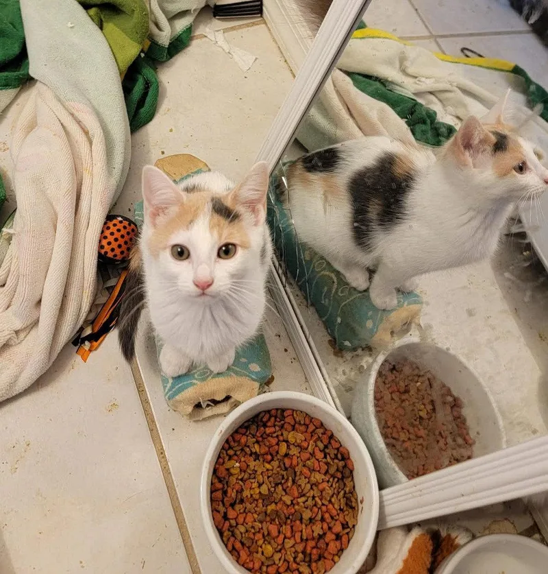 A baby medium-sized female Domestic Short Hair cat named Rennesme for adoption in Holbrook, NY