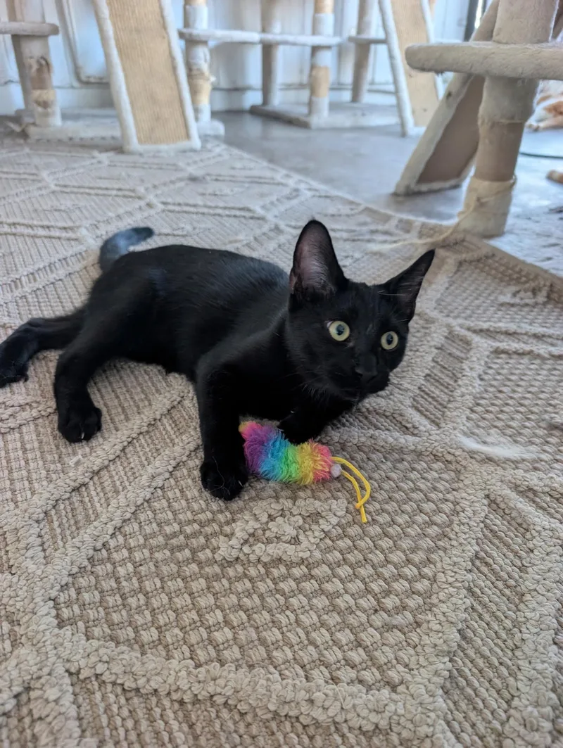 A baby small-sized male Domestic Short Hair cat named Woody for adoption in Youngtown, AZ