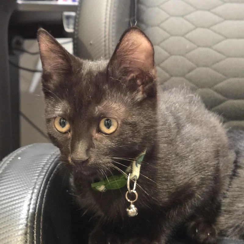 A young medium-sized male Domestic Short Hair cat named Raven for adoption in Rochester Hills, MI