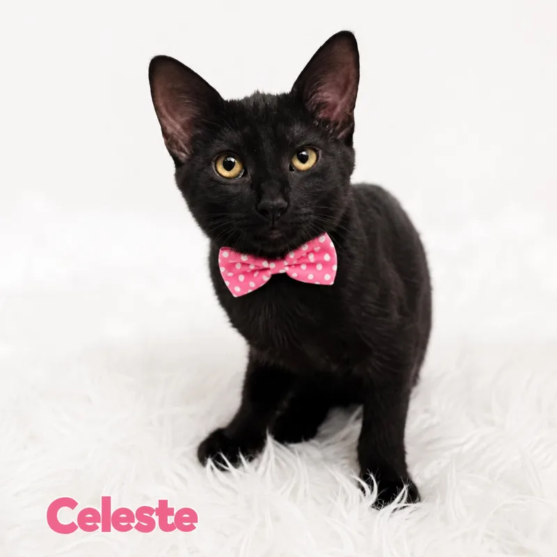 A young medium-sized female Black Domestic Short Hair cat named Celeste for adoption in Fort Lauderdale, FL