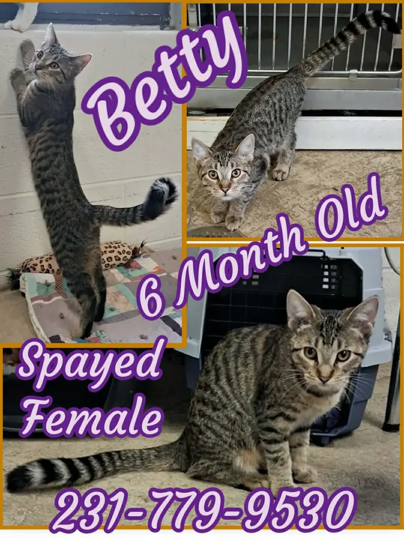 A baby medium-sized female Domestic Short Hair cat named Betty for adoption in Cadillac, MI
