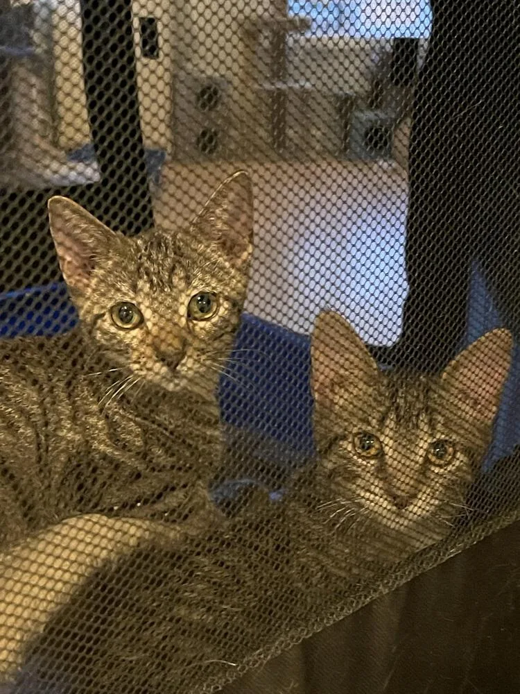 Chimander Bonded Pair With