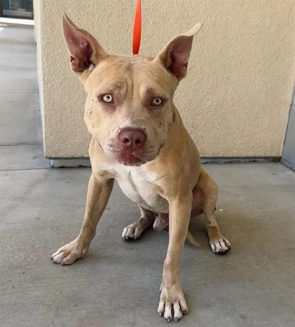 A young large-sized male Pit Bull Terrier dog named Pegasus for adoption in Riverside, CA
