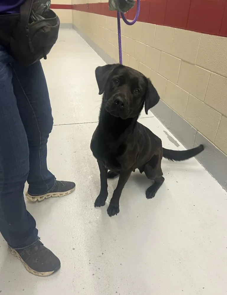 An adult large-sized female Black Labrador Retriever dog named Cottontines Ivy for adoption in Broomfield, CO