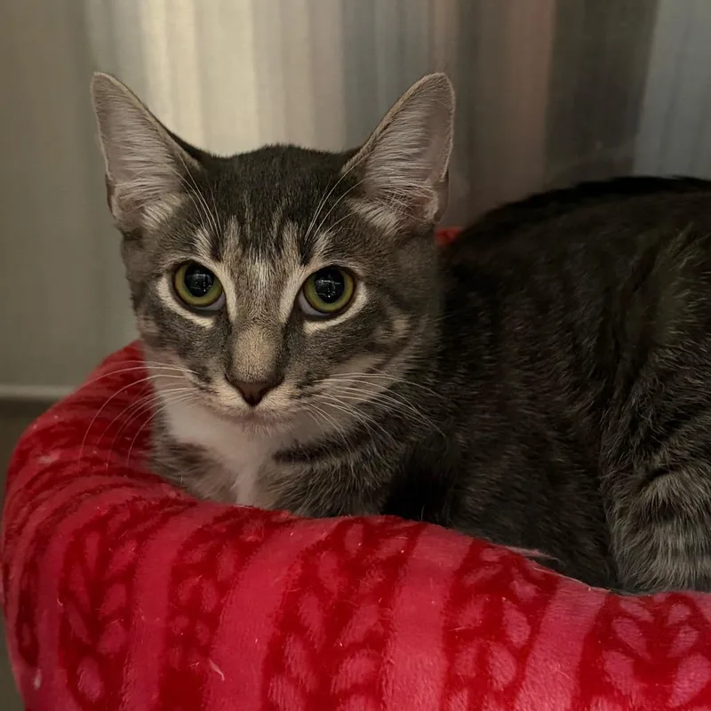 A baby medium-sized male Domestic Short Hair cat named Dusty for adoption in Cumming, GA
