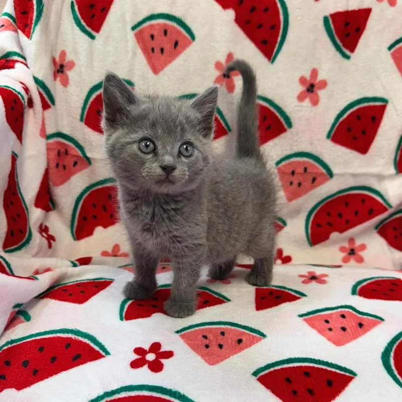 A baby small-sized male Gray / Blue / Silver Domestic Short Hair cat named Scout for adoption in Kittanning, PA