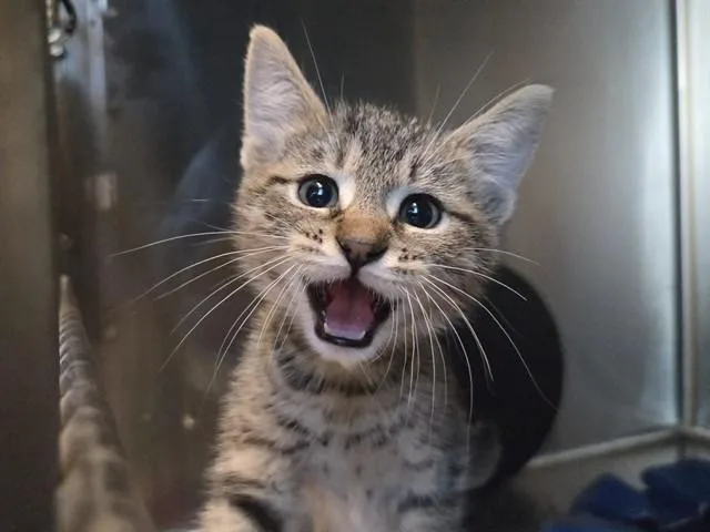 A baby small-sized male Domestic Short Hair cat named Martin for adoption in Martinez, CA