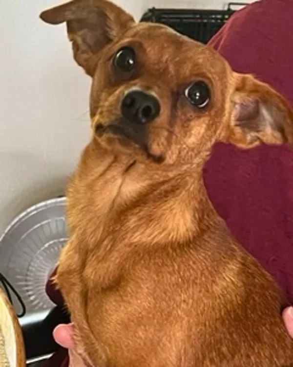 A young small-sized male Dachshund dog named Lenny for adoption in Novato, CA