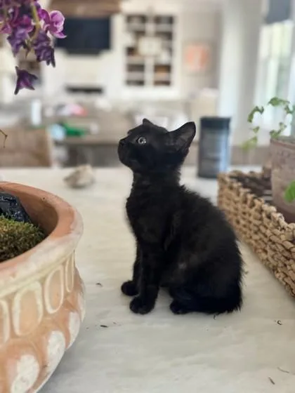 A young small-sized male Domestic Short Hair cat named A Kobe for adoption in North Charleston, SC