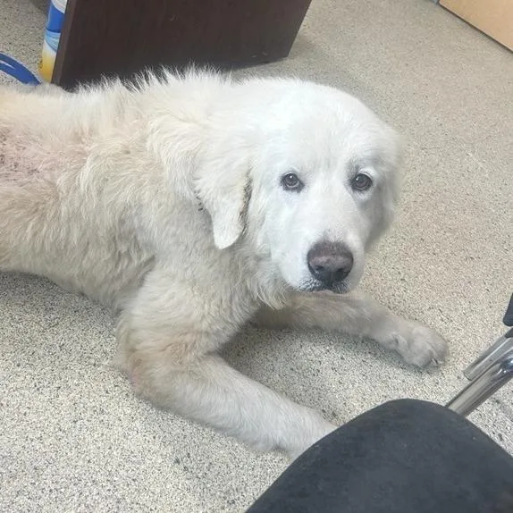 An adult large-sized male White / Cream Mixed Breed dog named Mason for adoption in Jacksonville, FL