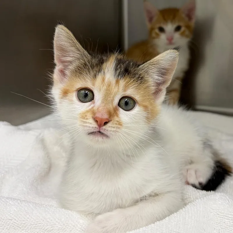 A baby small-sized female Calico Domestic Short Hair cat named Panel for adoption in Newark, NJ