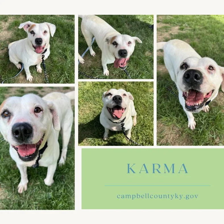 An adult medium-sized female White / Cream Mixed Breed dog named Karma for adoption in Melbourne, KY