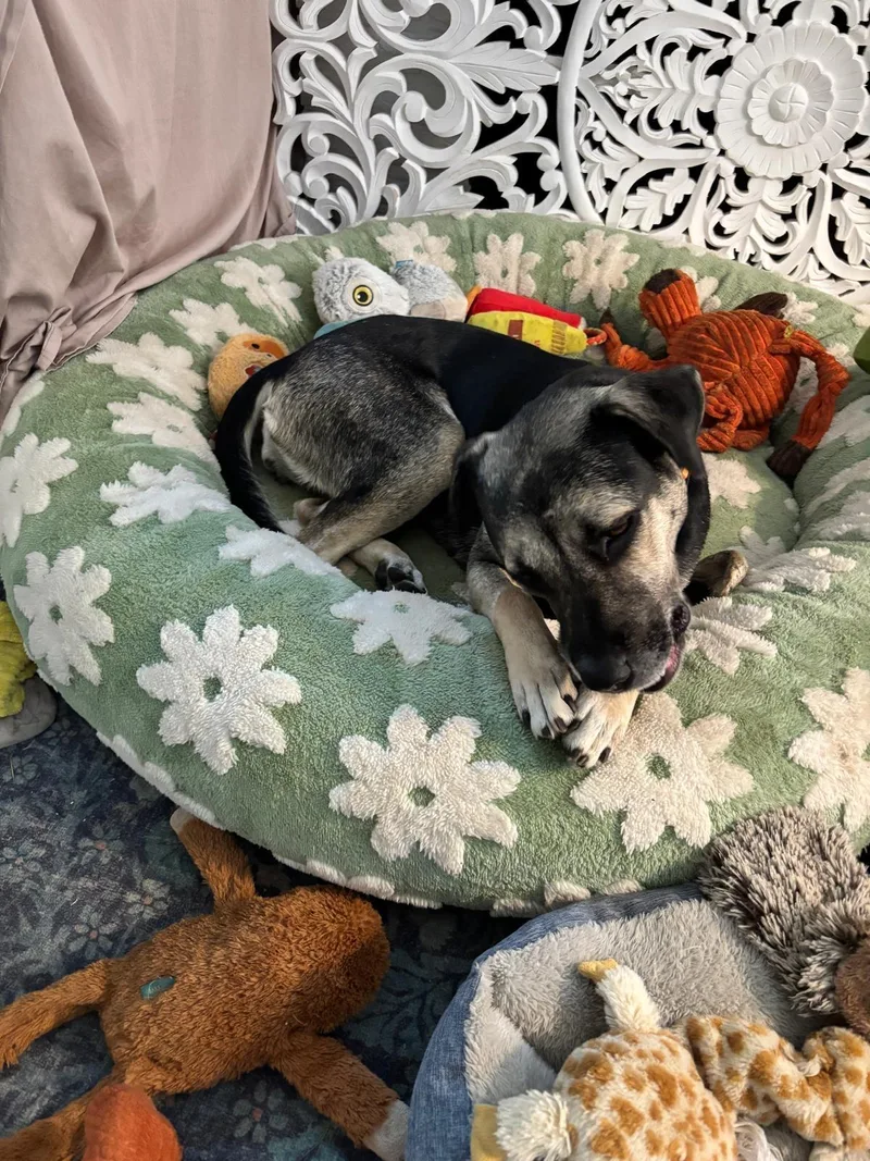 An adult medium-sized female Black Mouth Cur dog named Syrah for adoption in Lake Forest, IL
