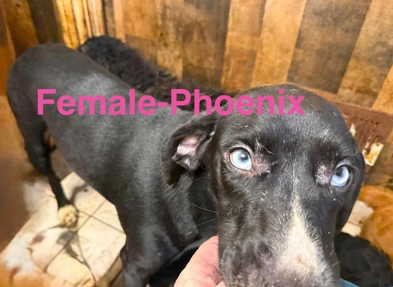 Phoenix thumbnail 2