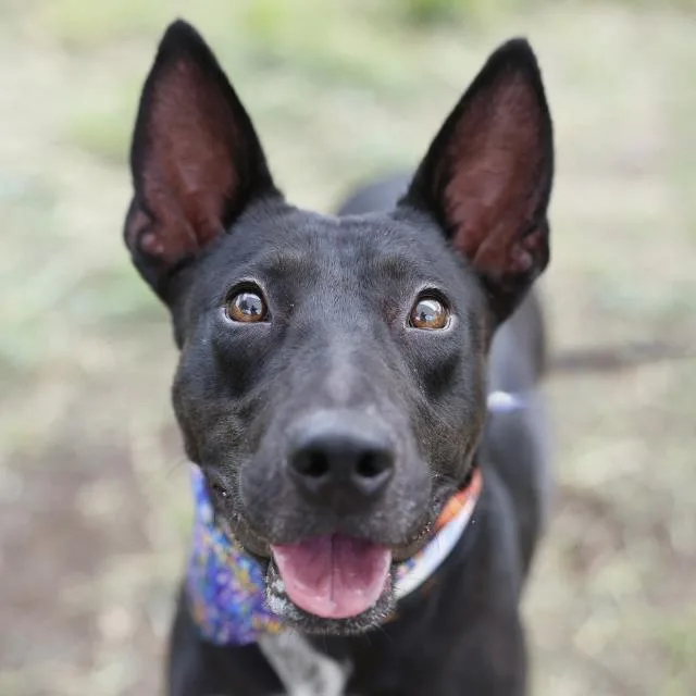 A young medium-sized male Bull Terrier dog named Spooky for adoption in San Antonio, TX