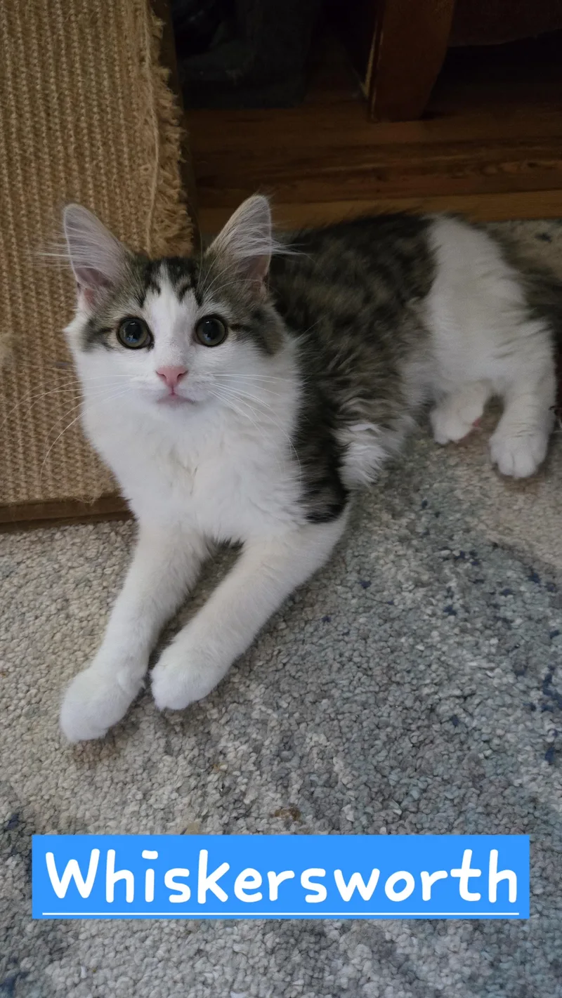 A baby medium-sized female White Domestic Medium Hair cat named Whiskersworth for adoption in Myerstown, PA