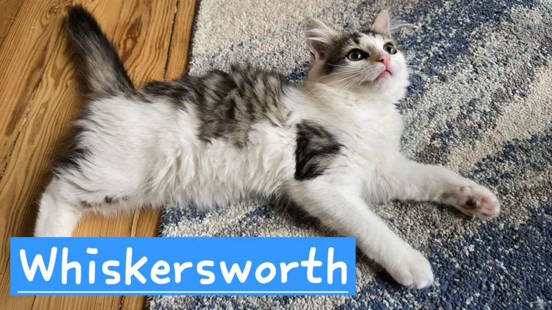Whiskersworth thumbnail 3