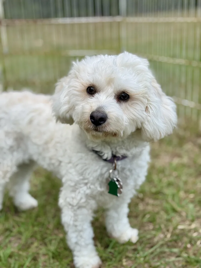 A young small-sized female Toy Poodle dog named Missy for adoption in Lucedale, MS