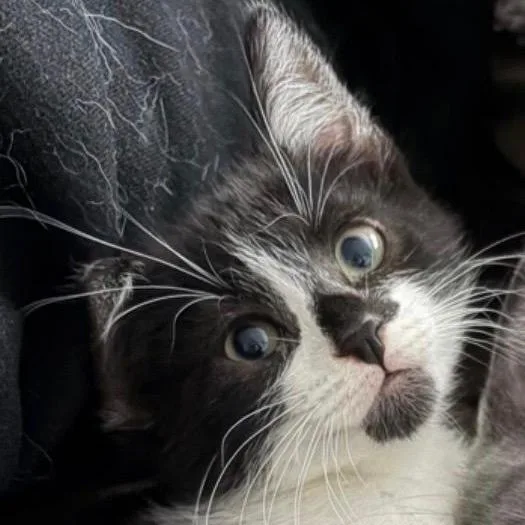 A baby small-sized male White Domestic Medium Hair cat named Jessey for adoption in League City, TX
