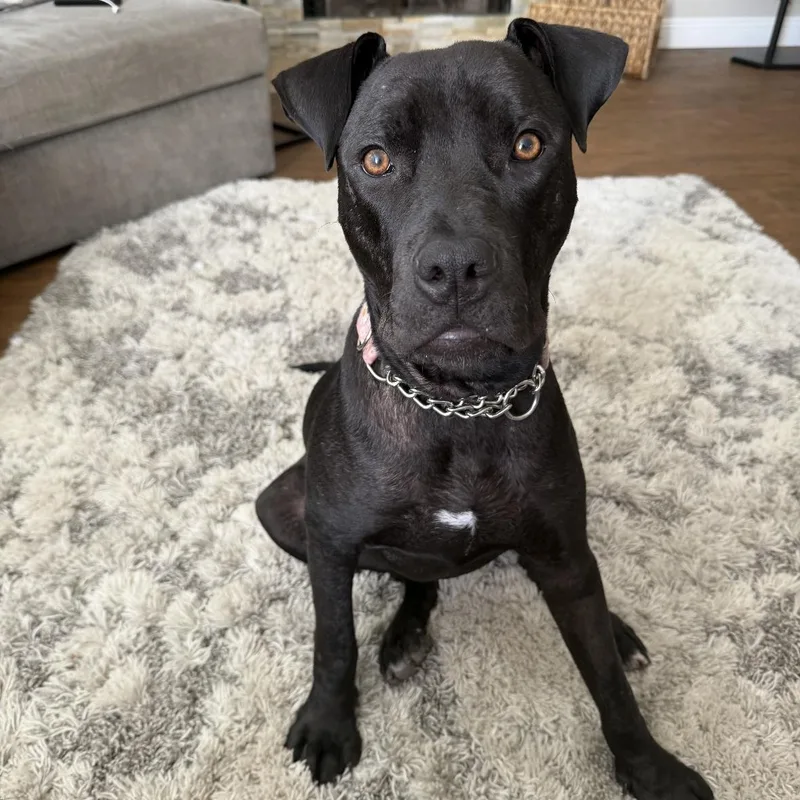 Buttercup thumbnail 2