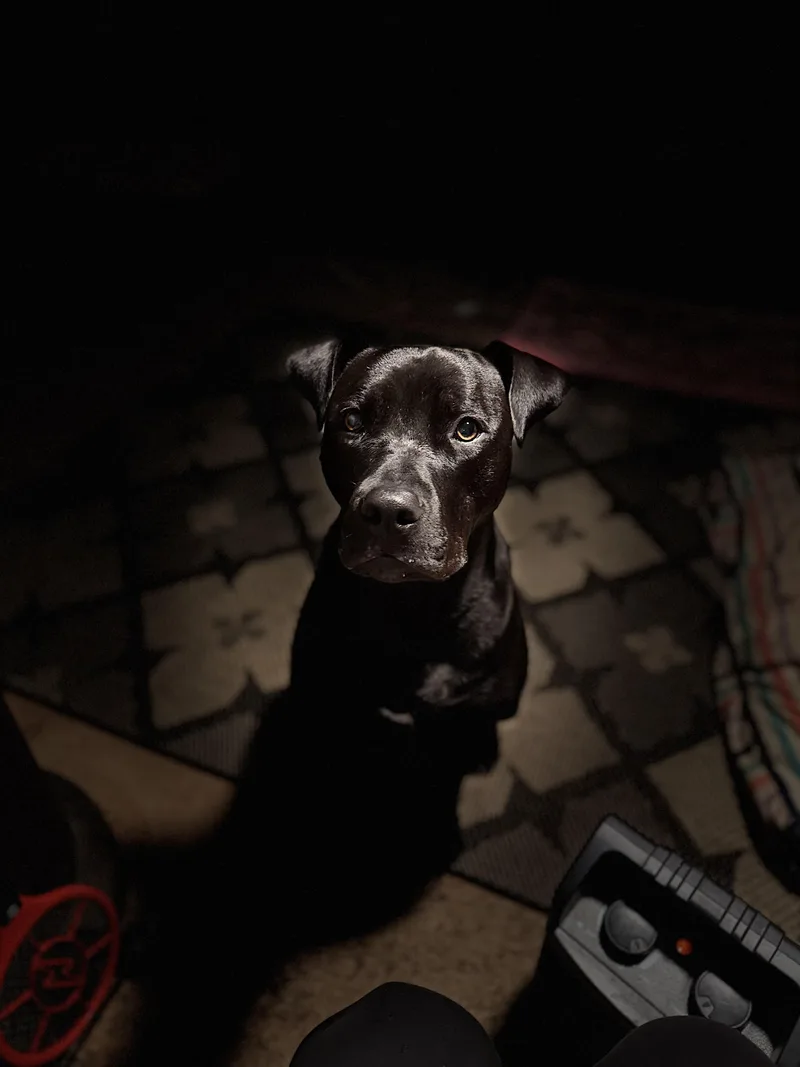 Buttercup thumbnail 3