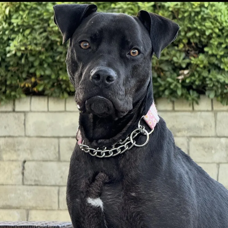 Buttercup thumbnail 4